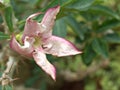 Closeup pink flower of Pachypodium saundersii, kudu lily , succulent plant in garden with blurred background Royalty Free Stock Photo