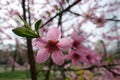 Closeup of pink flower of peach in spring