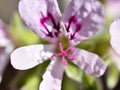 Lemon-scented geranium pink flower closeup