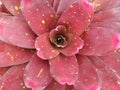 Closeup of pink flower plant with drops. Floral background, Top view of pink leaves with yellow dots
