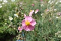 Closeup of pink flower of rock rose in mid May Royalty Free Stock Photo