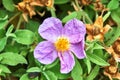 Closeup of a pink flower wild rose Royalty Free Stock Photo