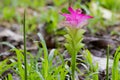 Pink flower of Wild turmeric, Zingiberaceae family in Thailand, Royalty Free Stock Photo