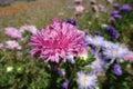 Closeup of pink flowerhead of China aster