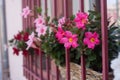 pink flowers behind a metallic fence at the window of a house facade in the street Royalty Free Stock Photo