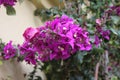 Closeup of the pink flowers of the bougainvillea plant at a house wall