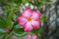 Closeup Pink flowers of Desert rose.