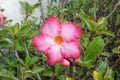 Closeup PinkÃ¢â¬â¹ flowers of Desert rose.