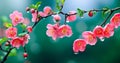 Closeup pink flowers with droplets of water on them. Blossom quince branch