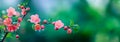 Closeup pink flowers with droplets of water on them. Blossom quince branch