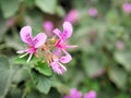 Closeup of pink flowers with green leaves in butterfly garden in santa barbara california. Macro lens with bokeh for web banners a Royalty Free Stock Photo