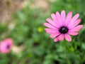 Closeup of pink flowers with green leaves in butterfly garden in santa barbara california. Macro lens with bokeh for web banners a