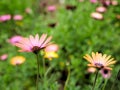 Closeup of pink flowers with green leaves in butterfly garden in santa barbara california. Macro lens with bokeh for web banners a Royalty Free Stock Photo