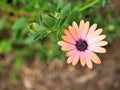 Closeup of pink flowers with green leaves in butterfly garden in santa barbara california. Macro lens with bokeh for web banners a Royalty Free Stock Photo