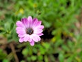 Closeup of pink flowers with green leaves in butterfly garden in santa barbara california. Macro lens with bokeh for web banners a Royalty Free Stock Photo