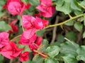 Closeup of pink flowers with green leaves in butterfly garden in santa barbara california. Macro lens with bokeh for web banners a Royalty Free Stock Photo