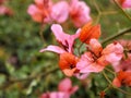 Closeup of pink flowers with green leaves in butterfly garden in santa barbara california. Macro lens with bokeh for web banners a Royalty Free Stock Photo