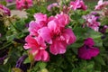 Closeup of pink flowers of ivy-leaved pelargonium in September