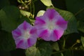 A closeup of tender pink  flowers of  of convolvulus cultivar in summer Royalty Free Stock Photo