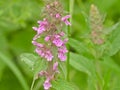 Pink flowers of marsh woundwort Royalty Free Stock Photo