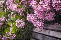 Closeup of Pink flowers of Oleander Nerium in Israel in the spring. Poisonous flowering bush Oleander, a beautiful tropical Royalty Free Stock Photo