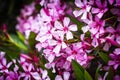 Closeup of Pink flowers of Oleander Nerium in Israel in the spring. Poisonous flowering bush Oleander, a beautiful tropical Royalty Free Stock Photo