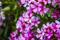 Closeup of Pink flowers of Oleander Nerium in Israel in the spring. Poisonous flowering bush Oleander, a beautiful tropical Royalty Free Stock Photo