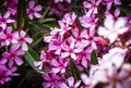 Closeup of Pink flowers of Oleander Nerium in Israel in the spring. Poisonous flowering bush Oleander, a beautiful tropical Royalty Free Stock Photo