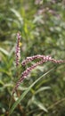 Closeup of pink flowers of Persicaria hydropiper, Polygonum hydropiper also known as water pepper, marshpepper knotweed,