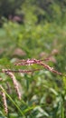 Closeup of pink flowers of Persicaria hydropiper, Polygonum hydropiper also known as water pepper, marshpepper knotweed,