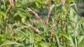 Closeup of pink flowers of Persicaria hydropiper, Polygonum hydropiper also known as water pepper, marshpepper knotweed,