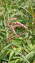 Closeup of pink flowers of Persicaria hydropiper, Polygonum hydropiper also known as water pepper, marshpepper knotweed,