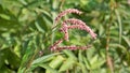 Closeup of pink flowers of Persicaria hydropiper, Polygonum hydropiper also known as water pepper, marshpepper knotweed,