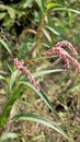 Closeup of pink flowers of Persicaria hydropiper, Polygonum hydropiper also known as water pepper, marshpepper knotweed, Royalty Free Stock Photo