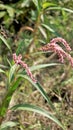 Closeup of pink flowers of Persicaria hydropiper, Polygonum hydropiper also known as water pepper, marshpepper knotweed,