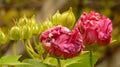 Closeup of pink flowers with slightly withered petals