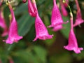 Closeup pink flowers Strobilanthes cusia Blume Nees ,Chinese rain bell with soft selective focus for pretty background ,macro Royalty Free Stock Photo