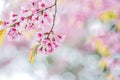 Closeup pink flowers of Wild Himalayan Cherry (Prunus cerasoide