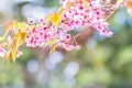 Closeup pink flowers of Wild Himalayan Cherry (Prunus cerasoide