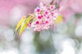 Closeup pink flowers of Wild Himalayan Cherry (Prunus cerasoide