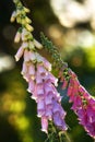 Closeup of pink foxglove flowers blossoming in a garden. Delicate magenta plants growing on green stems in a backyard or Royalty Free Stock Photo