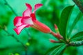 Closeup of a pink fragipani flower with a green natural background.