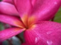 Pink Frangipani Closeup