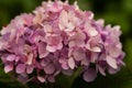 Closeup of a pink French hydrangea's beautiful mophead Royalty Free Stock Photo