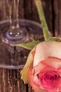 Closeup Of Pink Frosted White Rose and Wine Glass Royalty Free Stock Photo