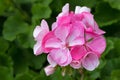 Closeup of pink Geranium flowers blooming with blurred green gar Royalty Free Stock Photo