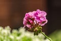 Closeup of pink geranium flowers with raindrops on them in a garden Royalty Free Stock Photo