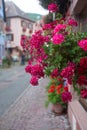 pink geranium on the medieval house facade in the street Royalty Free Stock Photo