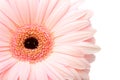 Closeup pink gerbera