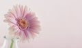 Closeup of pink gerbera